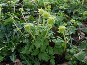 Adoxa moschatellina